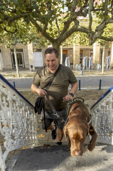 A blind man confidently walks up stairs with his guide dog on a sunny day. The scene is set in an outdoor urban environment with autumn leaves scattered around