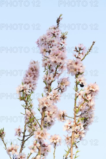 Delicate almond blossoms bloom under the soft afternoon light, set against a pristine blue sky, capturing the essence of spring and natural beauty