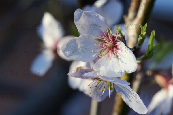 A delicate almond blossom captured in the soft glow of afternoon sunlight, highlighting its fine details and vibrant colors