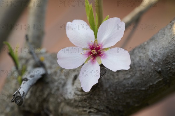 This image captures a delicate almond blossom in full bloom against a blurred background, highlighting the beauty of nature in the afternoon