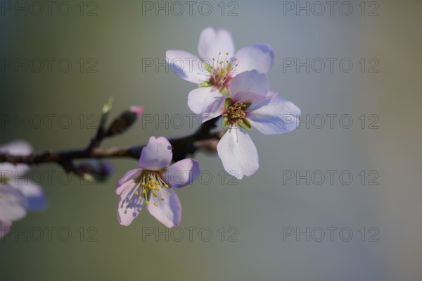 A close-up view of delicate almond blossoms, captured in the soft light of the afternoon