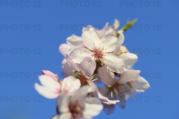A stunning close-up image of almond blossom flowers, set against a vivid blue sky on a sunny afternoon. The delicate white petals and emerging green leaves highlight the beauty of spring