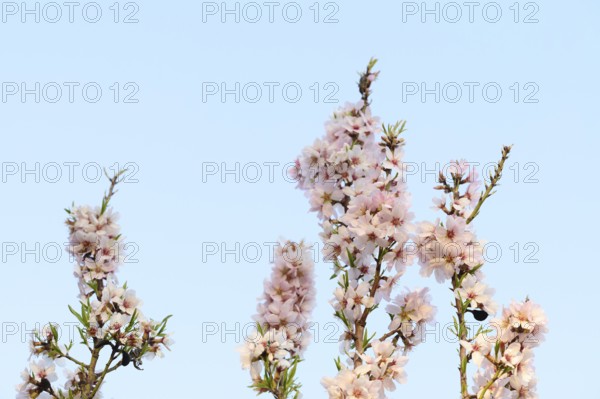 A serene portrait of almond blossoms in full bloom, captured against a soft blue sky during a tranquil afternoon. The delicate pink flowers symbolize the arrival of spring