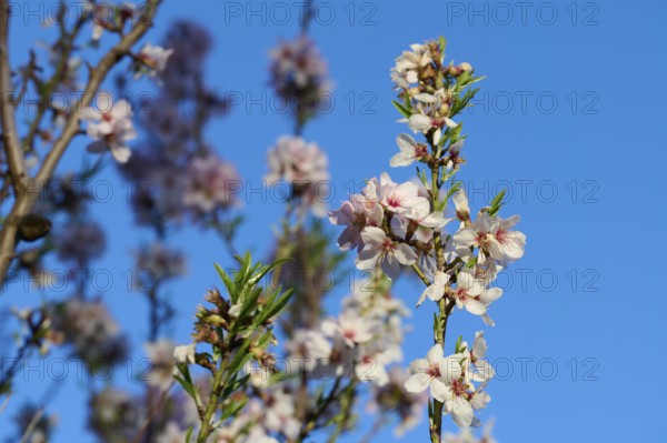 Close-up image of delicate almond blossoms against a clear blue sky, captured in the warm light of an afternoon sun