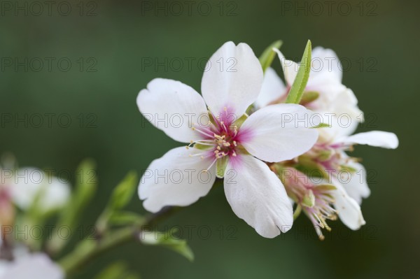 Delicate, white almond blossom captured in sharp focus against a soft green background