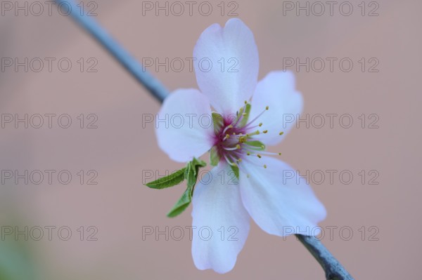 A delicate almond blossom blooms in the afternoon light, featuring soft white petals and vibrant stamens against a muted backdrop