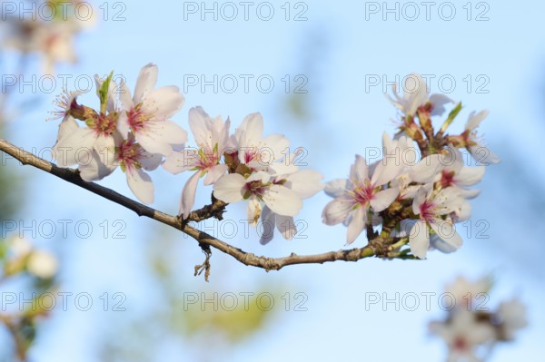 A close-up shot of delicate almond blossoms in full bloom, set against a serene blue sky background. The soft afternoon light enhances the natural beauty of the petals