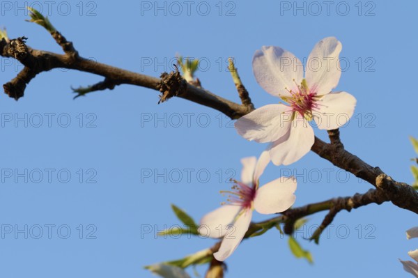 A detailed shot of delicate almond blossoms blooming under the vibrant afternoon sky, emphasizing the beauty of early spring