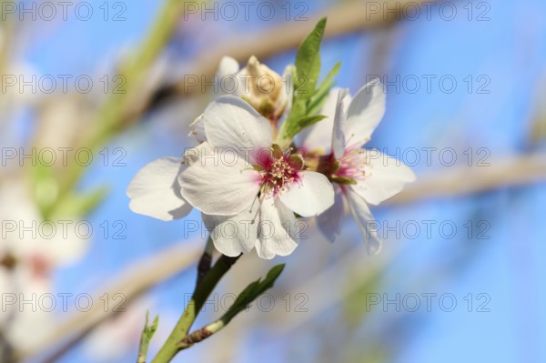 A detailed close-up of a vibrant almond blossom, captured in the soft light of the afternoon. The bright white petals contrast beautifully with a vivid blue sky background