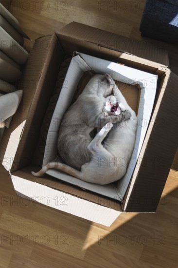 Two cats are snuggled together inside a cardboard box on a wooden floor, basking in sunlight. The cozy scene captures the warmth and comfort of a home environment