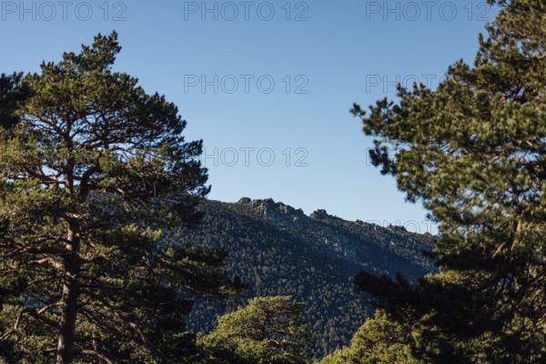 A serene landscape featuring a majestic mountain range framed by lush green pine trees under a clear blue sky, capturing the tranquility of nature