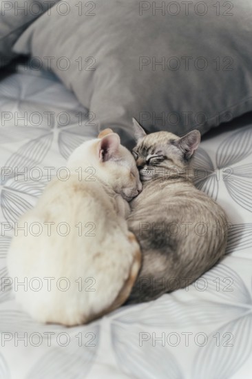 Two cozy cats snuggle together on a patterned bed, exuding warmth and tranquility. The soft colors and gentle light create a serene and comforting home atmosphere