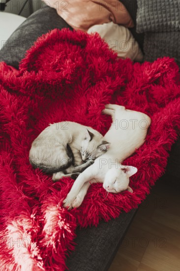 Two adorable kittens peacefully sleep on a vibrant red blanket draped over a cozy sofa. The soft textures and warm colors create a perfect homey ambiance