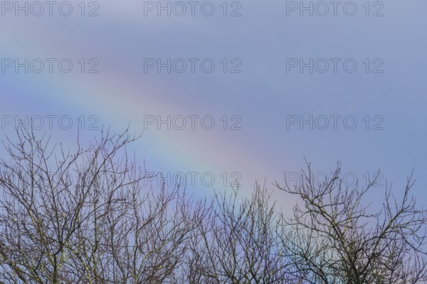 A delicate, colorful rainbow arches subtly above bare tree branches under a soft blue sky, illustrating the quiet beauty of nature