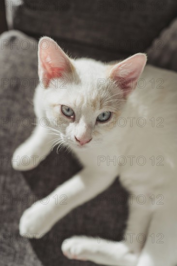 A serene image of a white cat lounging on a cozy sofa, bathed in warm sunlight. The cat's blue eyes and soft fur create a peaceful, homey atmosphere
