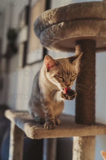 A cat sits on a multilevel cat tree, cleaning its paw in soft natural light. The cozy indoor setting highlights the cat's relaxed demeanor and natural beauty
