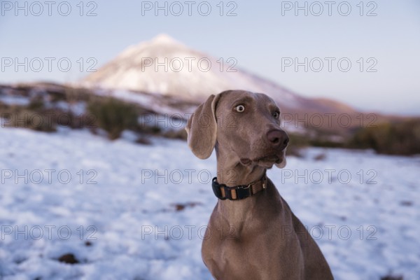 A Weimaraner dog with a watchful expression stands against a backdrop of snow and the majestic El Teide volcano in Tenerife