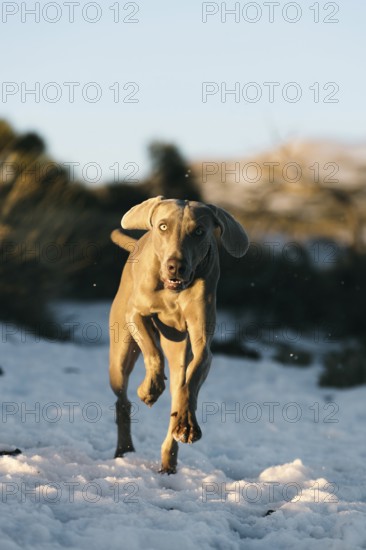 A Weimaraner dog energetically runs through a snowy landscape in El Teide, its grey coat contrasted against the bright white snow under a clear sky