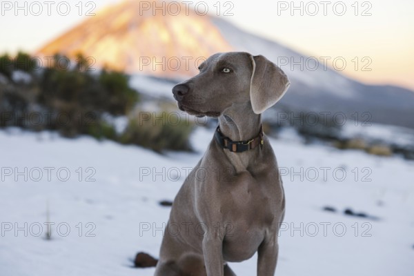 A poised Weimaraner dog stands in a snowy landscape with the warm glow of the setting sun illuminating El Teide mountain behind