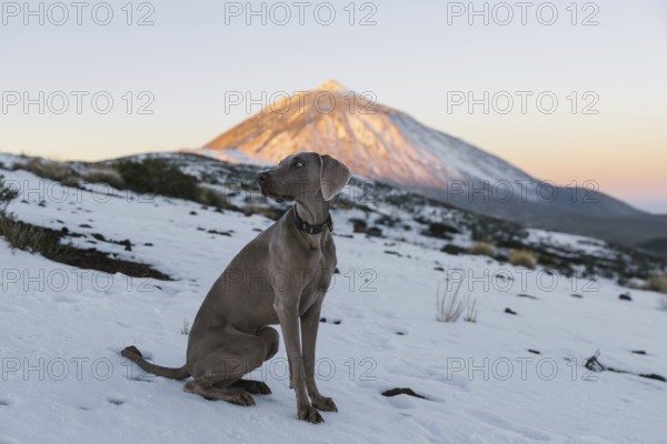 A Weimaraner dog poses in a snowy landscape with the sunlit Mount Teide looming in the background, showcasing a harmonious blend of natural beauty and animal grace