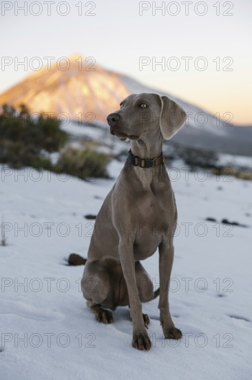 A Weimaraner dog poses in a snowy landscape with the sunlit Mount Teide looming in the background, showcasing a harmonious blend of natural beauty and animal grace
