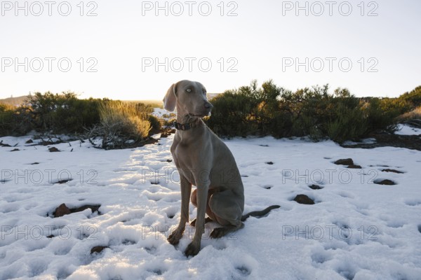 A graceful Weimaraner sits on a snow-covered ground at sunrise, surrounded by sparse vegetation in El Teide National Park