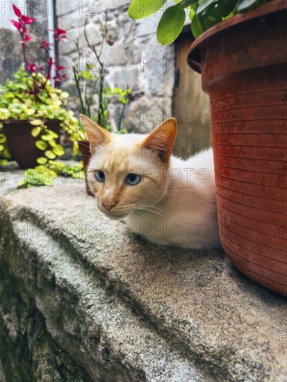 A serene white cat with blue eyes rests on a stone ledge, surrounded by vibrant potted plants and a rustic stone wall, showcasing a peaceful garden scene