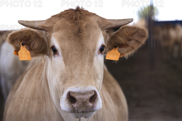 Galician blonde breed cows, known as Rubia Gallega in Spanish, on a sunny day at a cattle farm