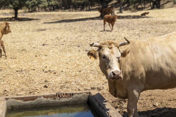 Galician blonde cows, also known as Rubia Gallega, gather at a watering trough in a dry, sun-parched pasture, drinking and staying hydrated