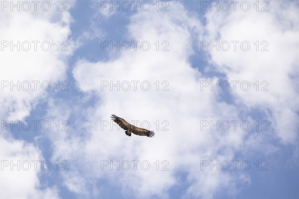 From below majestic Griffon vulture glides high above Toledo, Spain, its wings spread wide against a backdrop of fluffy clouds