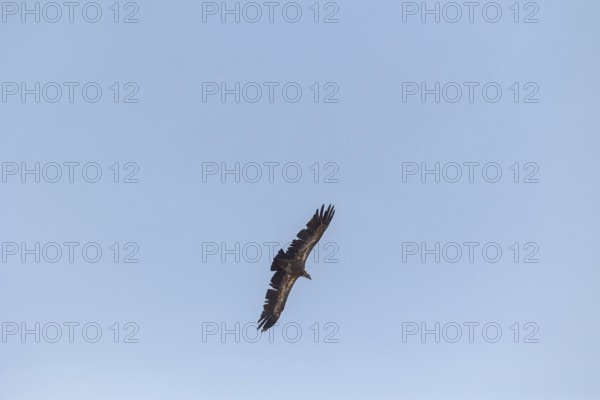 Griffon vultures and black vultures glide gracefully in the skies of Toledo, Castilla-La Mancha, Spain