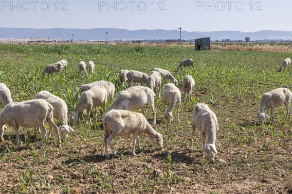 Flock of sheep peacefully grazing on a vibrant farm in Castilla-La Mancha, under the bright summer sun with a clear blue sky and distant mountains