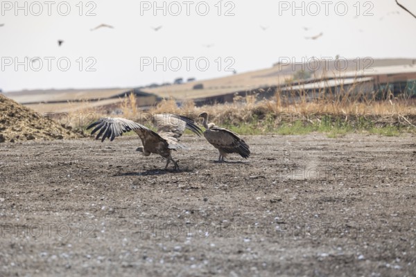 Griffon vultures and black vultures gather after feeding on carcasses in a rugged landscape of Toledo, Castilla-La Mancha, Spain