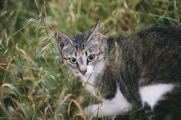 A curious tabby cat with striking blue eyes peeks through tall green grass, intently focused on something unseen. The cat's fur blends with its natural surroundings, creating a serene and mysterious atmosphere