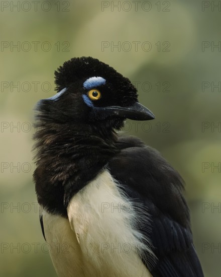 A detailed close-up of a Plush-crested Jay, native to South America, poised elegantly against a soft, blurred green backdrop near Iguazu Falls, Argentina