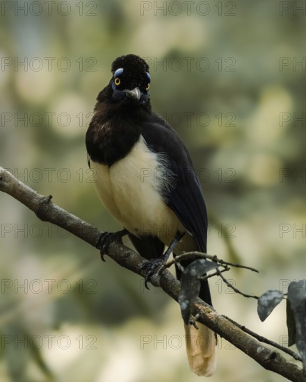 A vibrant plush-crested jay sits attentively on a tree branch in the lush greenery surrounding Iguazu Falls, Argentina, showcasing its striking black and white plumage and distinctive blue eye markings