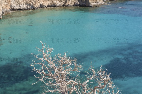 Serene view of the vibrant turquoise waters contrasted with a barren tree and rugged coastline at Tsigrado, Milos Island, Greece. Perfect for nature and travel lovers