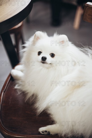 A fluffy white Pomeranian dog is sitting on a wooden chair indoors of a bookstore. Its thick fur and curious expression make it a charming pet scene, showcasing comfort and companionship