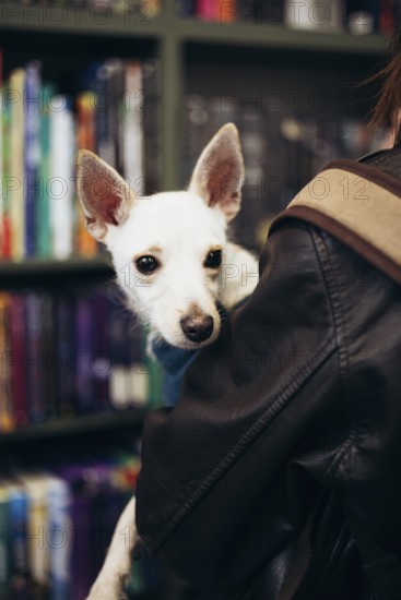 A small white dog with attentive ears cuddles in its young woman arms, set against a backdrop of colorful bookshelves, creating a cozy, serene bookstore ambiance
