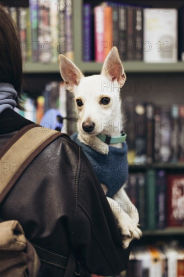 A small white dog wearing a blue sweater is comfortably nestled on the shoulder of his young woman, who is clad in a warm jacket, in a cozy bookstore setting