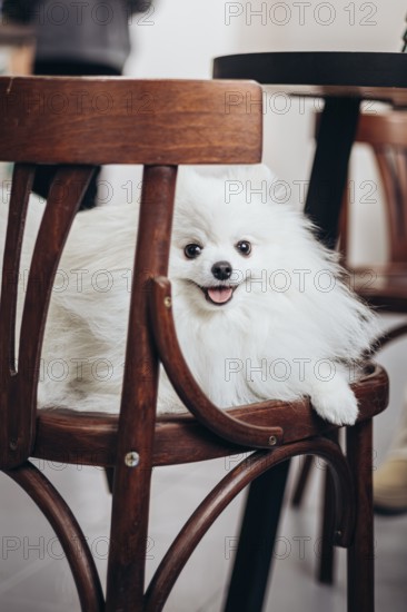 A fluffy white dog with a joyful expression sits comfortably on a wooden chair in a bookstore. The dog is playful and cheerful, adding warmth to the scene