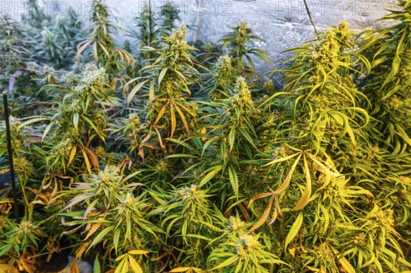 A close-up view of a thriving indoor marijuana plantation with lush green cannabis plants, showcasing mature buds and vibrant leaves