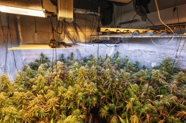 A detailed view of an indoor cannabis plantation, showcasing mature marijuana plants under high-powered artificial lighting, essential for optimized growth and budding in a controlled environment