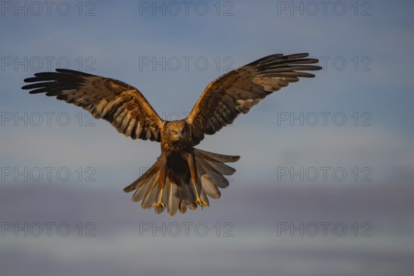 A striking image showcasing a majestic eagle in mid-flight with its wings fully spread against a serene blue sky backdrop, capturing the essence of freedom and power in nature