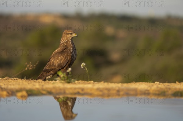 A brown eagle poised gracefully near a calm water body, with its reflection clearly visible. The background features a soft, blurred landscape bathed in the warm glow of a setting sun