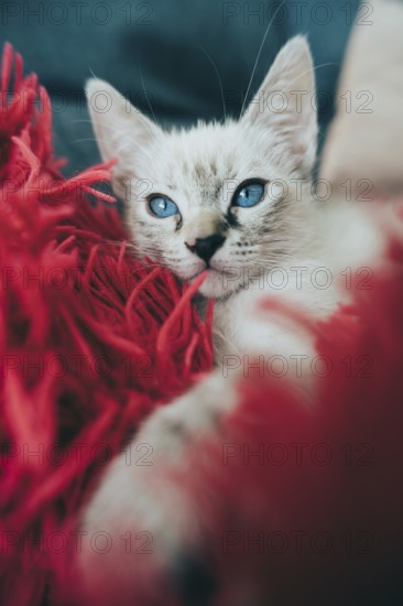 A close-up of a playful kitten with striking blue eyes next to a bundle of red yarn, capturing the essence of feline curiosity at home