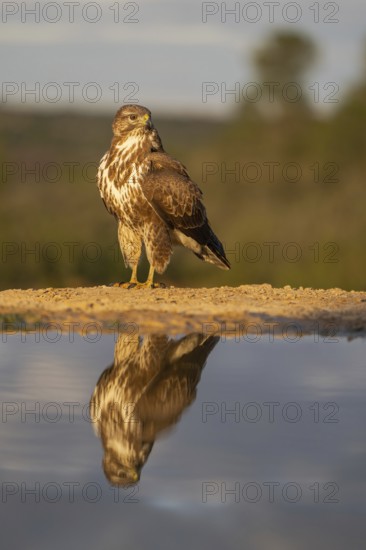 A stunning image capturing a hawk perched elegantly near a water body, with its crisp reflection visible. Ideal lighting enhances its detailed plumage and intense gaze