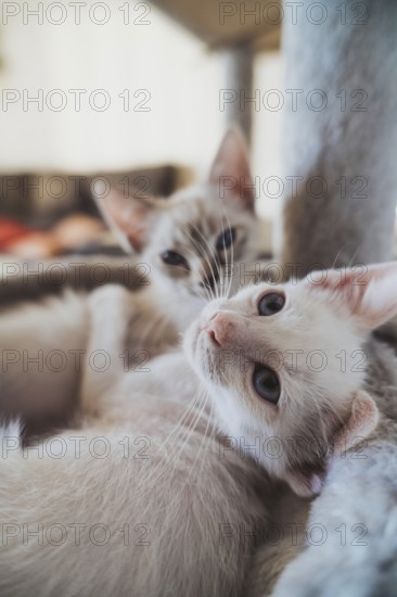 A close-up image capturing the serene bond between two house cats as they relax together in a comfortable indoor setting