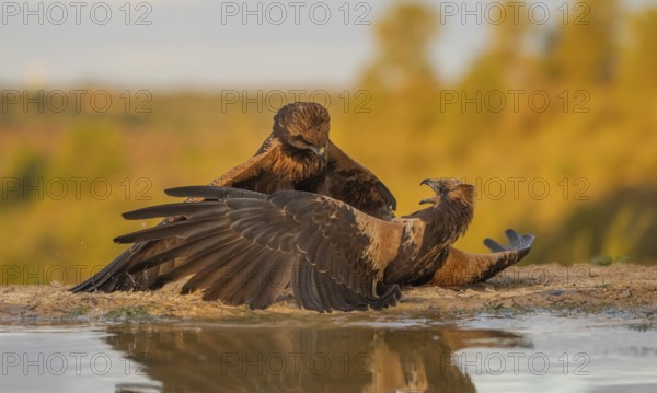 A dynamic scene captures two golden eagles engaged in a territorial battle near a small body of water, set against a backdrop of autumn foliage