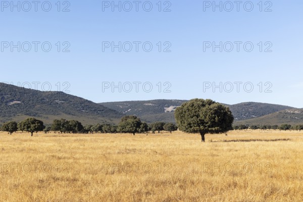 Majestic oak trees scattered across the golden grasslands of Cabaneros National Park at the foothills of Montes de Toledo in Spain, capturing the essence of tranquility in nature